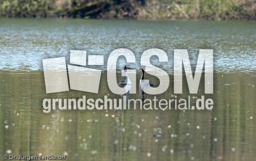 Haubentaucher (19 von 22).jpg